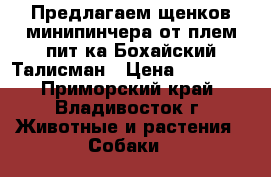 Предлагаем щенков минипинчера от плем.пит-ка Бохайский Талисман › Цена ­ 10 000 - Приморский край, Владивосток г. Животные и растения » Собаки   